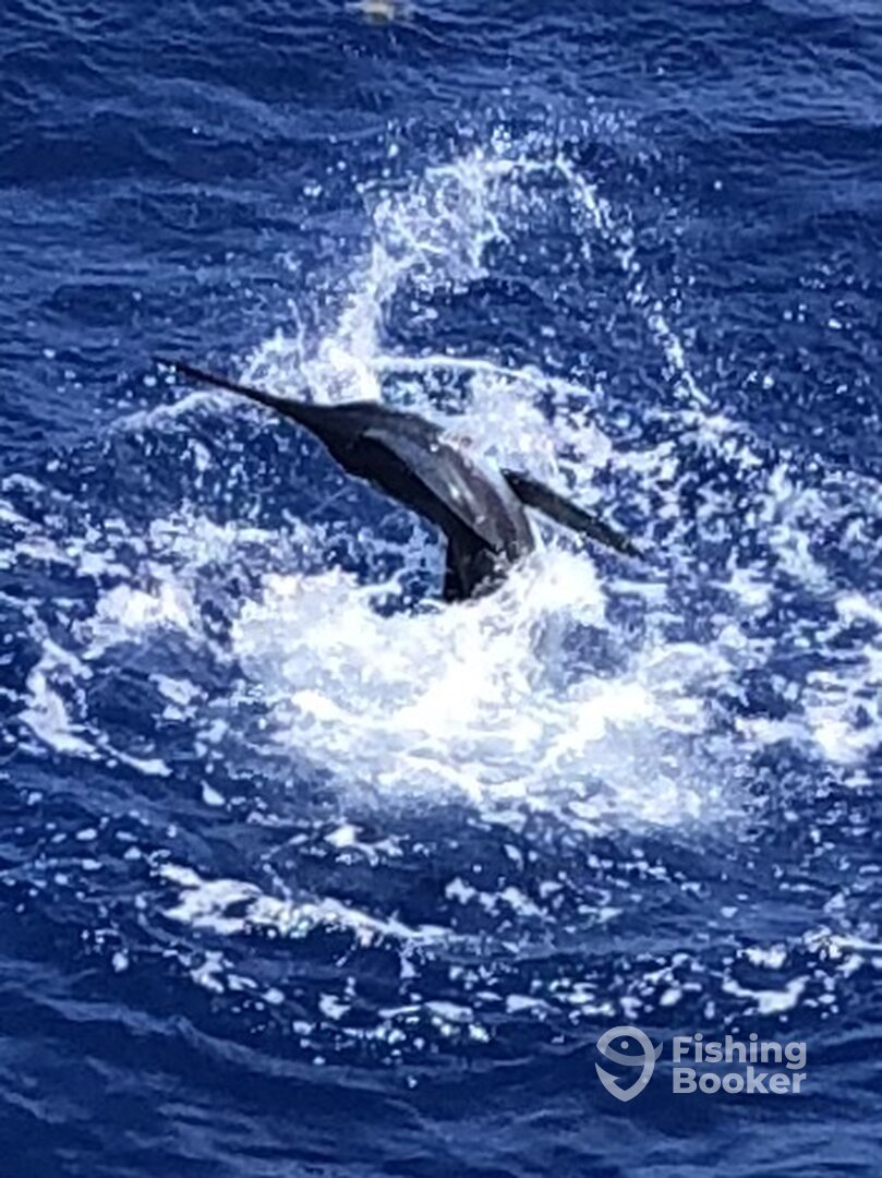 Blue Marlin