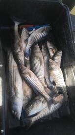 Striped Bass Fishing