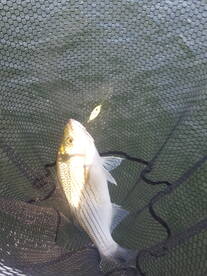 Lewisville Report Photo 2