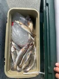 Galveston Report Photo 2