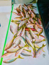 Dania Beach Report Photo 1