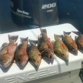 Bokeelia Report Photo 1