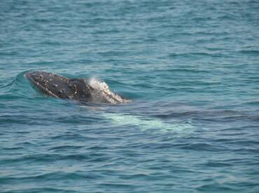Panama City Report Photo 2