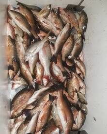 Night Snapper Fishing Is Excellent This 