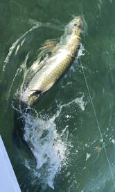 Cross this Tarpon off bucket list
