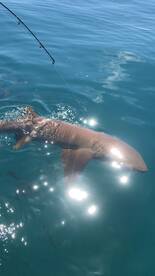 Snapper Limit and a 8 Foot SHARK