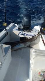 Blu marlin 
