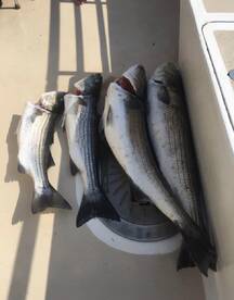 Montauk Report Photo 1