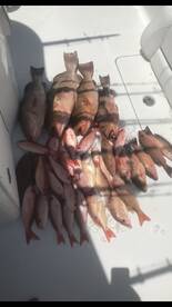 Treasure Island Report Photo 1