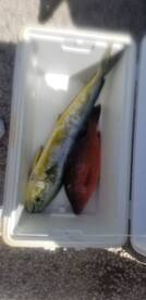 Snapper and Mahi