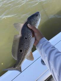 Venice Report Photo 1