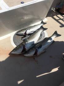 Montauk Report Photo 1