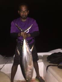 Yellowfin tuna jigging