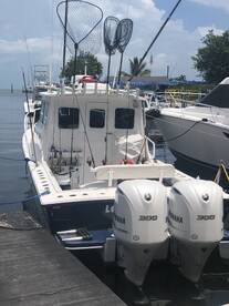 60 Mangroves Triggerfish and a Shark