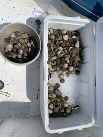 Scollop season starts august 16th