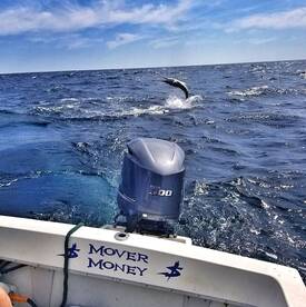 Day after WMO the whites are hungry 