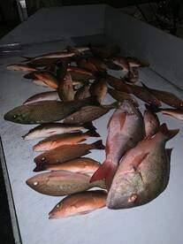Dania Beach Report Photo 2