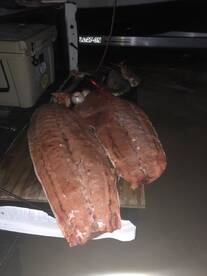 Key Largo Report Photo 2