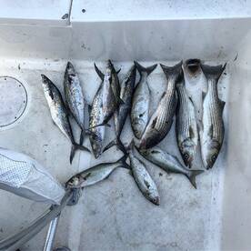 Solomons Report Photo 2