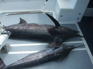 Le Morne Report Photo 2