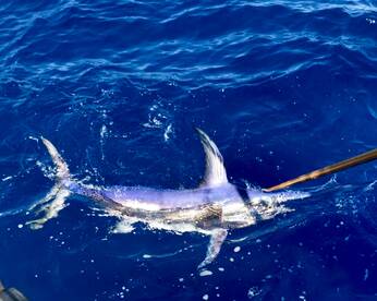 Key Largo Report Photo 1