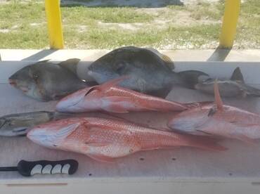 Trigger & Red Snapper