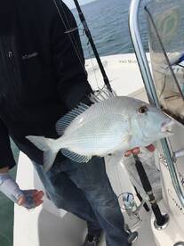 Key Biscayne Report Photo 2
