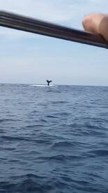 Whales time