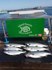 Comox Report Photo 1