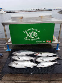 Comox Report Photo 2