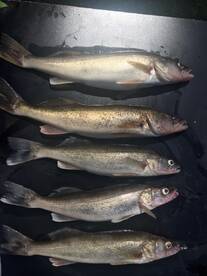 Boyd walleyes going good