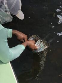 Late summer flats fishing report
