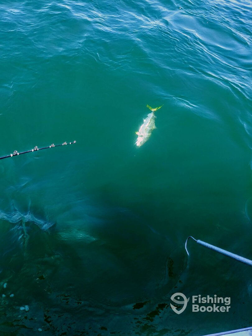 Ensenada Report Photo 0