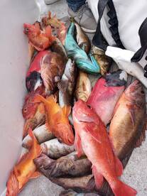 rock cod,lin cod,sheep head, salom grouper, sculp