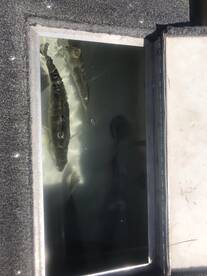 Walleye bite getting good