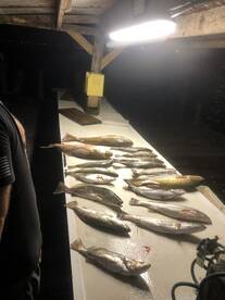 Trout limits Galveston Bay