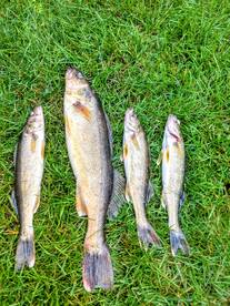 FALL WALLEYES