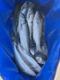 Richmond Report Photo 2