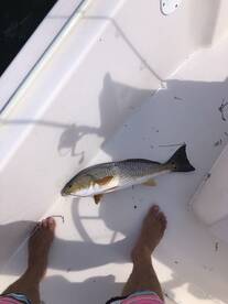 Sarasota Report Photo 1
