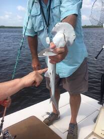 Fishing The Shark Bite Capital