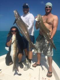 Cobia on the wrecks