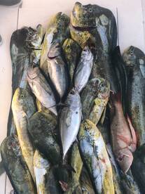 The reef and offshore bite is on Fire