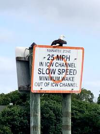Bald Eagle watching from above!!