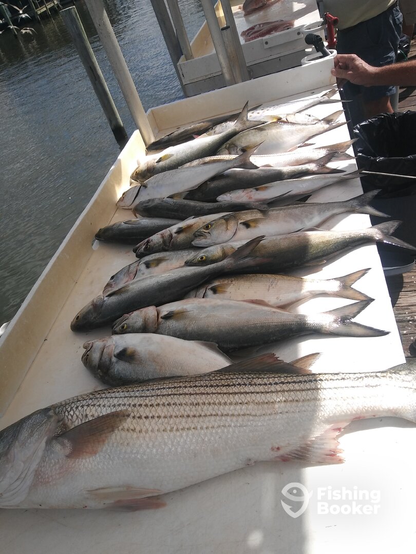 Stevensville Report Photo 0