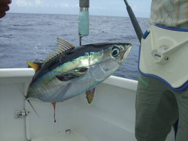 Le Morne Report Photo 2