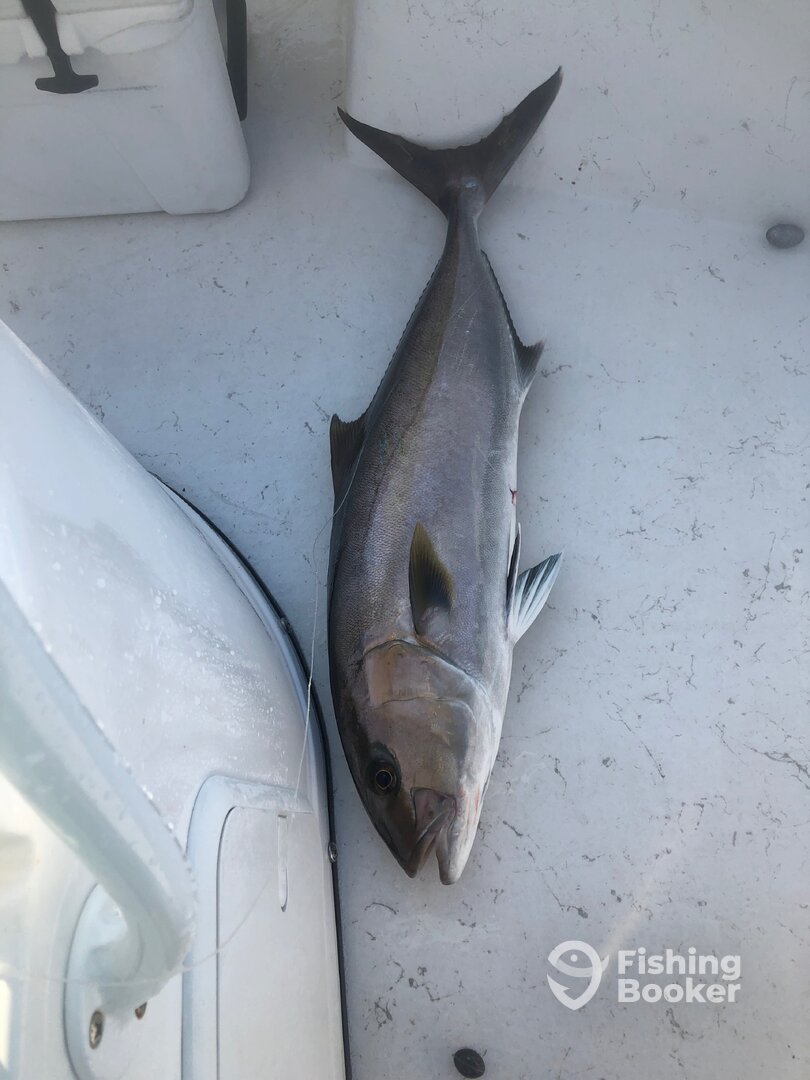 Orange Beach Report Photo 0