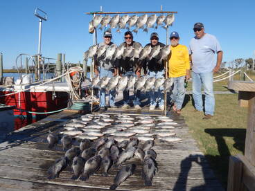 Triggerfish/Seabass light tackle massacare