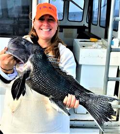 Whooper Black Seabass