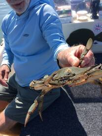 Chincoteague Report Photo 2