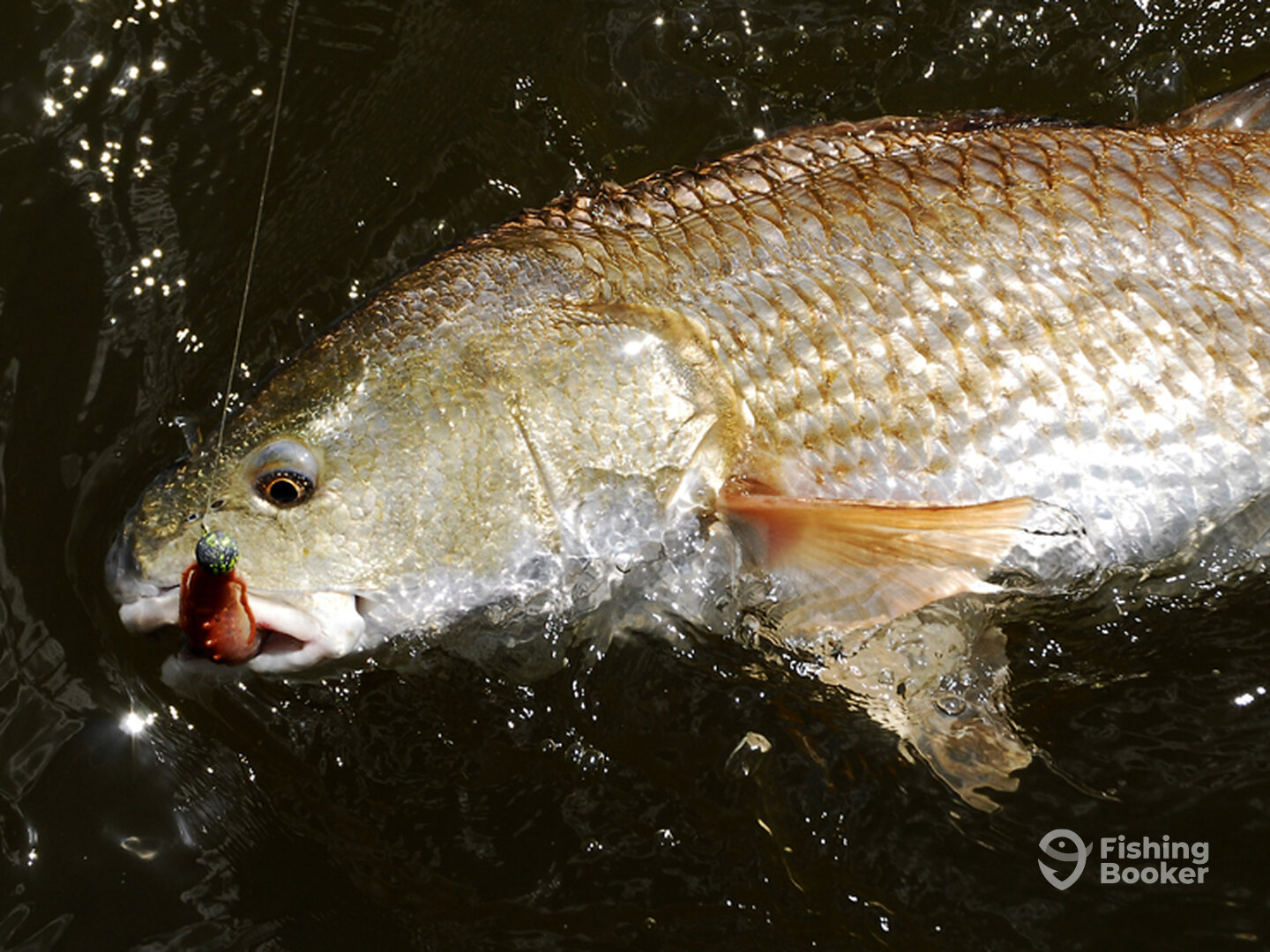 Steinhatchee Report Photo 0